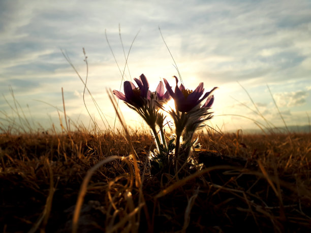 摄影的剪影雪莲在夕阳在春天在草原草原图片下载