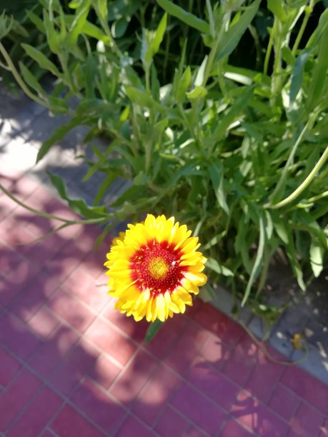 红色和黄色的花朵图片下载