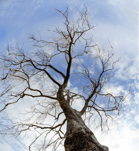 死树图片下载