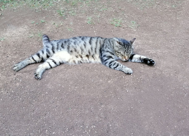 猫在街上睡觉图片下载