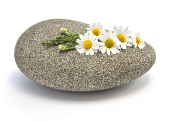 白色背景的石头上的洋甘菊花图片下载