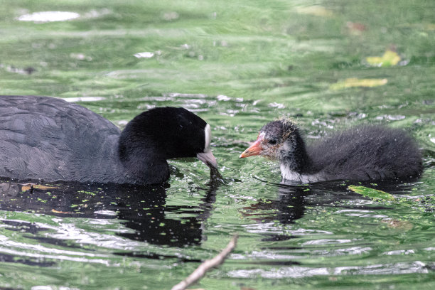 鸟妈妈教她的孩子在水里吃什么，斯塔德斯巴克，阿姆斯特丹北部，Baanakkerspark，荷兰，自然照片图片下载
