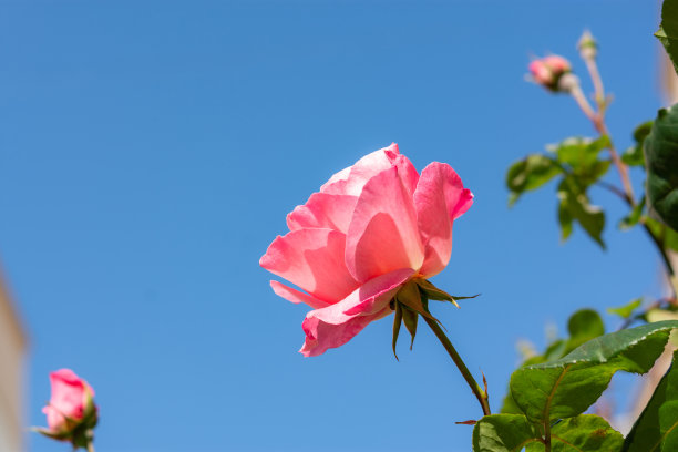 蓝色天空映衬着粉红色的玫瑰。精致的玫瑰盛开与文字的空间。图片下载