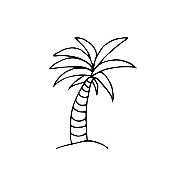 手绘棕榈树，涂鸦风格。在白色背景上单独着色的设计。棕榈树图标，细线风格。图片下载