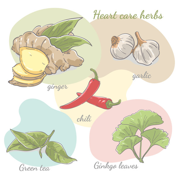收集手工绘制的健康草药图片下载