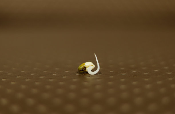 健康的芽在模糊的背景图片下载