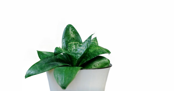 白底上是虎尾兰的鲜浇花图片下载