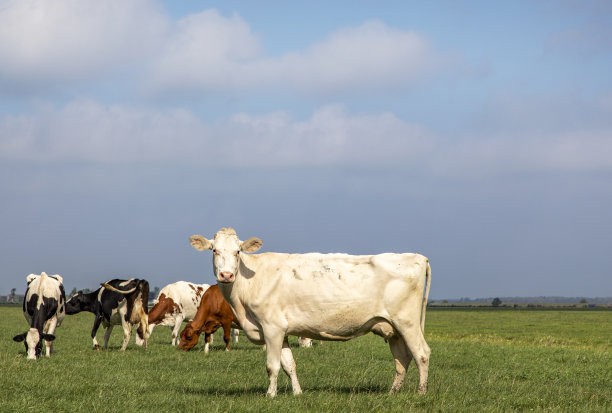 快乐的白奶牛在草地上，站在牧场上，充分聚焦看着镜头，侧视，在夕阳下图片下载