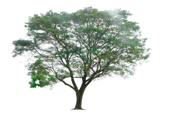 一棵绿树，孤立在白色背景上，完整的复制区域和剪切路径。图片下载