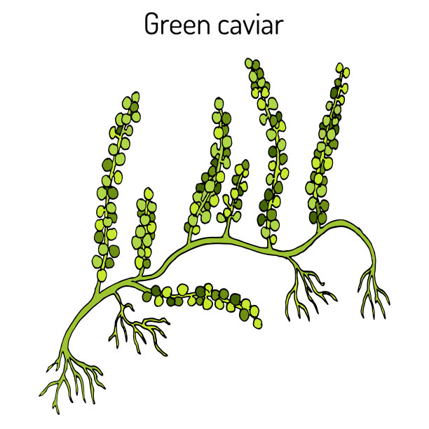 海葡萄或绿鱼子酱小扁豆图片下载