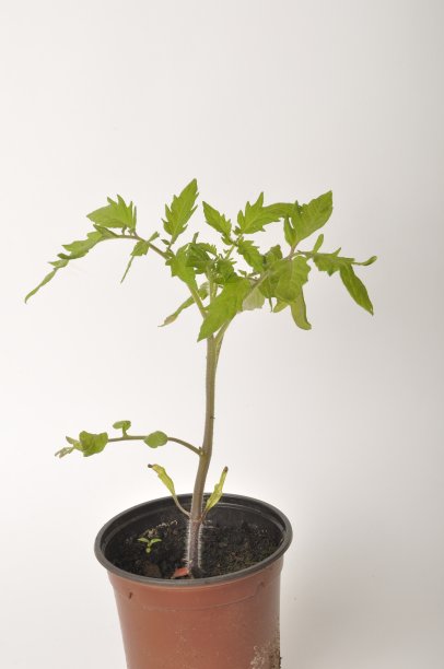 白色背景上的番茄植株图片下载