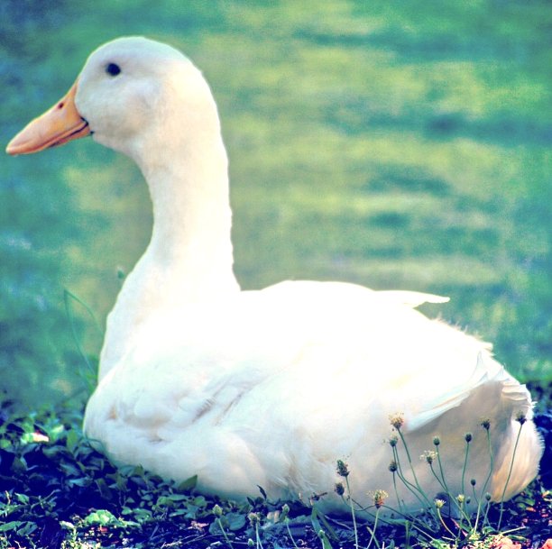 白色鹅坐在图片下载