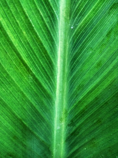 香蕉叶子图片下载