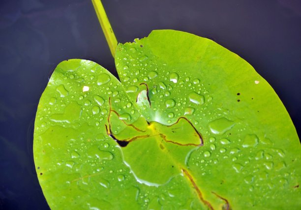 睡莲的叶子图片下载