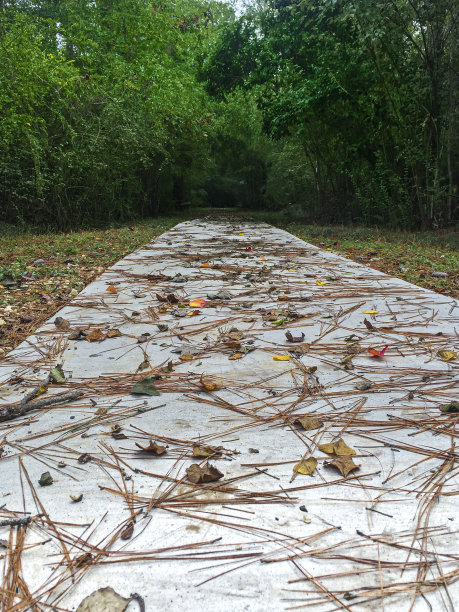 松针的道路。图片下载