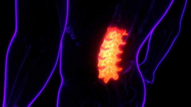 脊柱腰椎人体骨骼系统解剖学图片下载