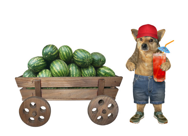 狗靠近西瓜车图片下载