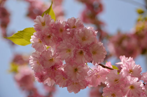 近距离观赏樱花枝图片下载