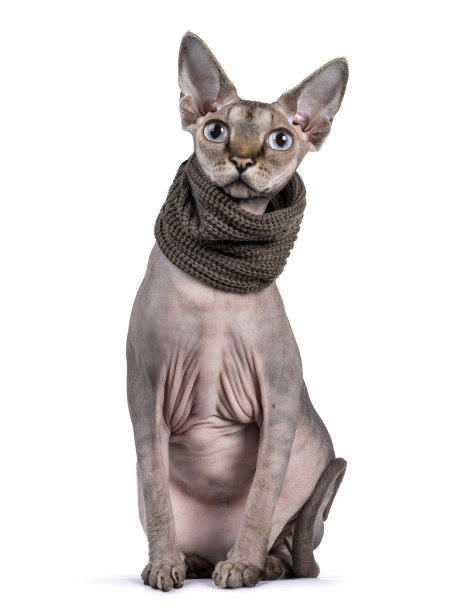 斯芬克斯猫与衣领在白色背景图片下载