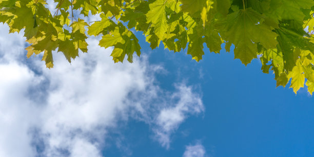 绿色的枫叶映衬着蓝天和白云图片下载