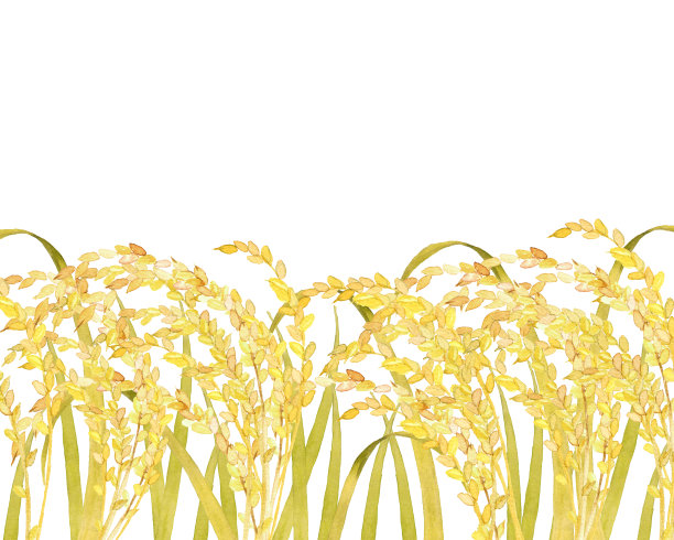 水彩稻田素材图片