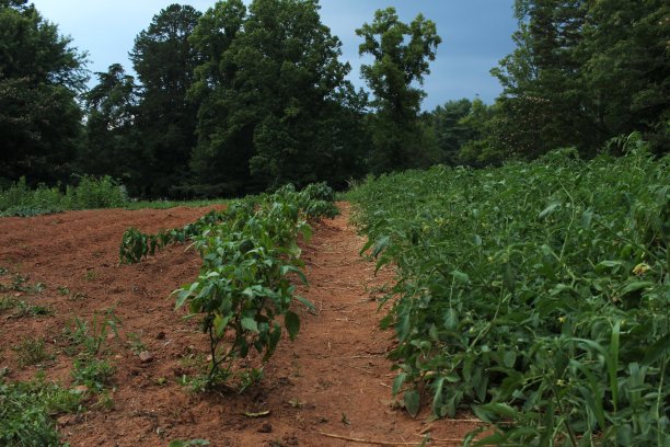 番茄和胡椒植株排成一行图片下载