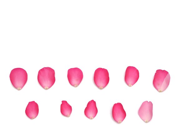 在选择性焦点上，白色孤立背景上的一排甜的粉红色玫瑰花冠图片下载