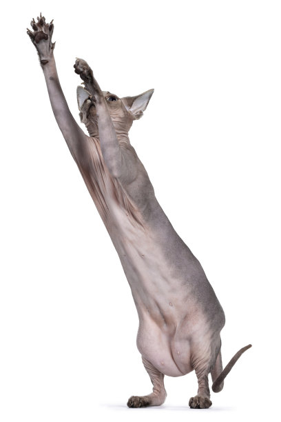 白底的斯芬克斯猫图片下载