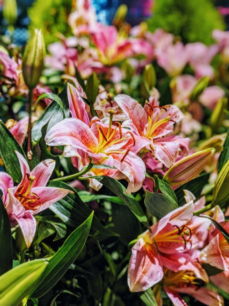 美丽的粉红色百合花束近距离库存照片图片下载