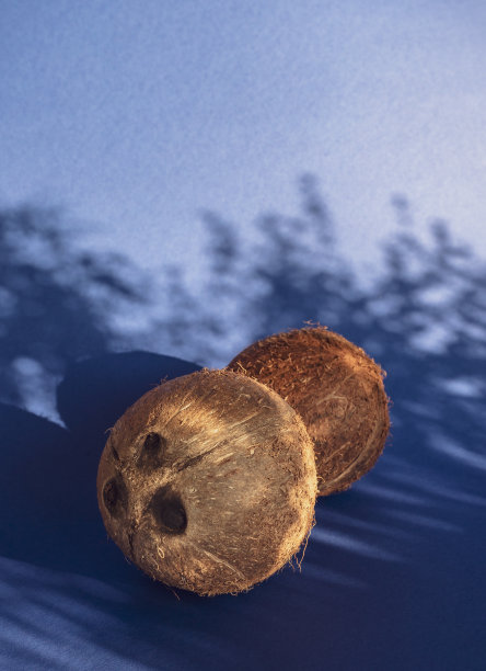 阳光下的两个椰子，透过植物的叶子，形成创意的阴影。图片下载