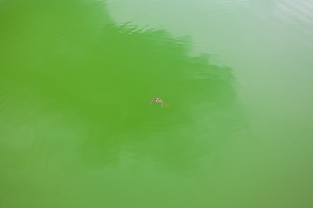 青蛙在沼泽水域图片下载