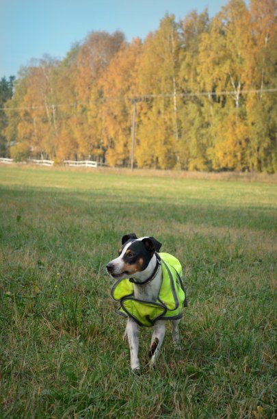 秋天的狗图片下载