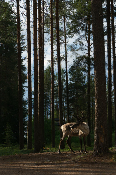 驯鹿在芬兰图片下载