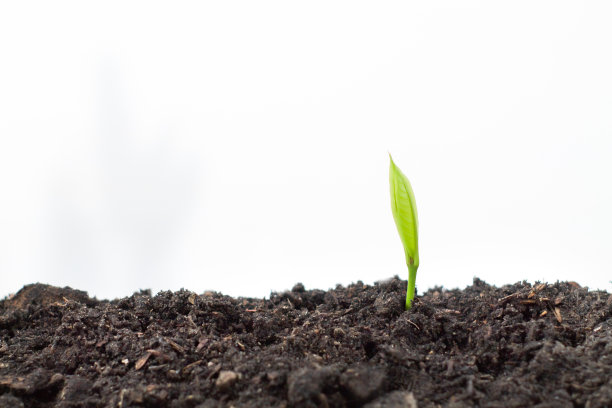 树木生长在白色背景的潮湿土壤上。图片下载