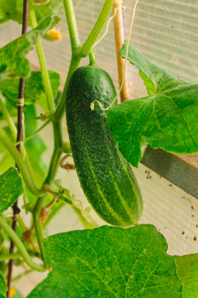 温室黄瓜、农业、夏收图片下载