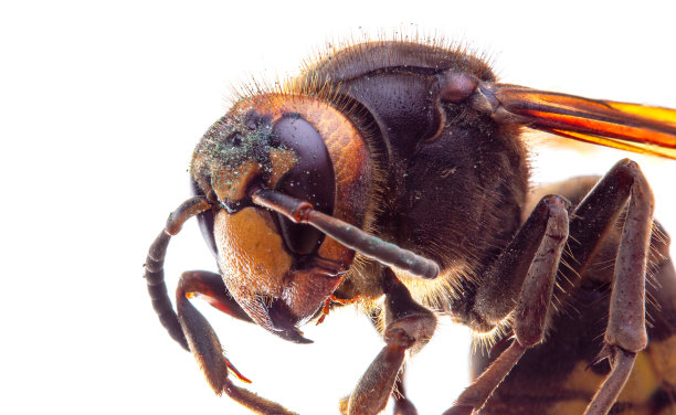 白底上的大黄蜂面对面的照片图片下载