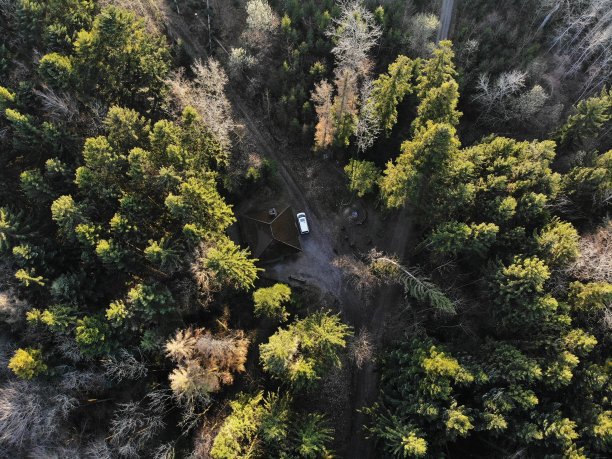 无人机从森林中射出图片下载