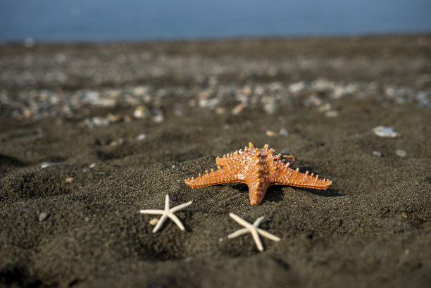 海星在海滩上图片下载