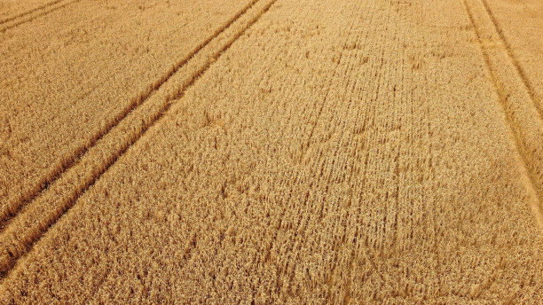 农田与拖拉机线在一个金色的光鸟瞰图与中角图片下载