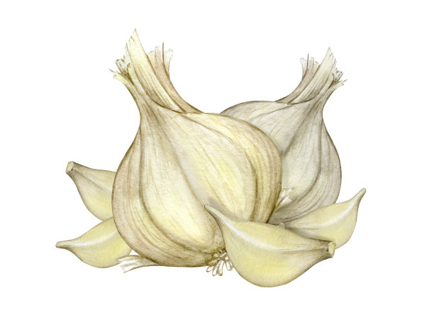 新鲜有机蒜瓣和鳞茎分离。水彩剪辑艺术在一个孤立的背景。图片下载