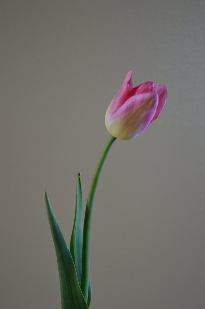 单瓣的粉黄色郁金香，直立图片下载