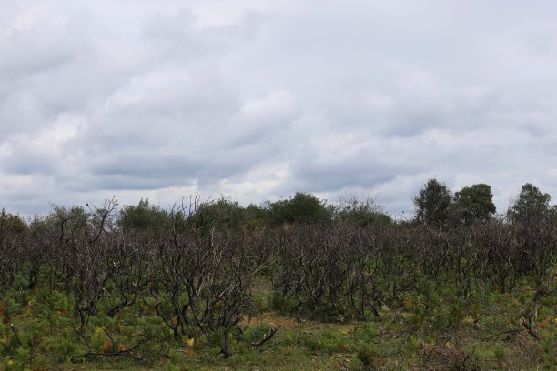 枯萎的图片下载