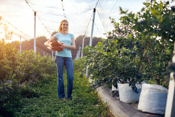 现代妇女工作和采摘蓝莓在有机农场-妇女权力的经营理念。图片下载