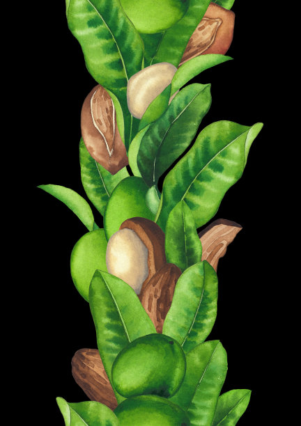 水彩乳木果和树叶。手绘重复边框图片下载