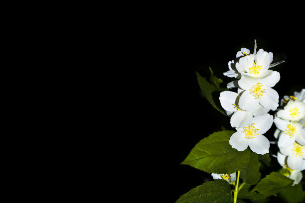 白色的茉莉花。树枝上盛开着娇嫩的春花。图片下载