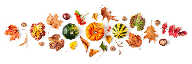 南瓜和秋叶图片下载