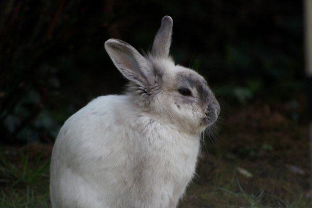 狮子兔兔图片下载