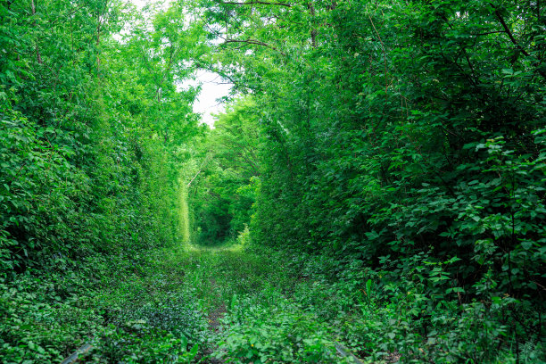 铁路轨道上的树木隧道图片下载