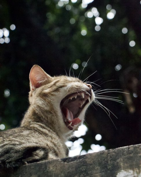 咆哮的图片下载