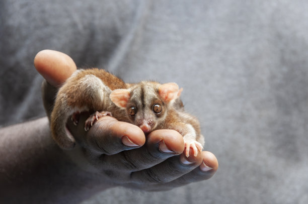 两个小负鼠在一个男人的手掌上。哥斯达黎加的利蒙港。图片下载